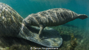 Baby Of Mine
A 2-month old baby manatee swims close to i... by Tanya Houppermans 